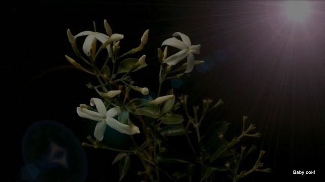 Музыка для души (Цветы распускаются под приятную музыку) !!!Flowers bloom to beautiful music смотреть онлайн
