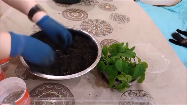 Сальвия от посадки до цветения (от А до Я) 10.02.2020г.Посев, уход, выращивание в домашних условиях смотреть онлайн