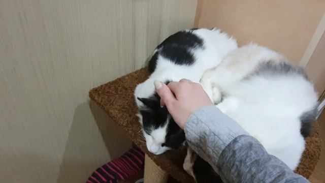 Мама и приёмный сын. Кошки лучше людей, не бросают "детей" хвостатых смотреть онлайн