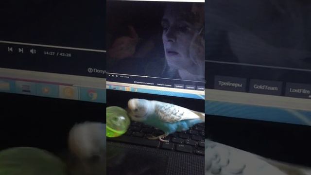 Попугай Кики играет с мячом и мешает смотреть Сверхъестесвенное смотреть онлайн