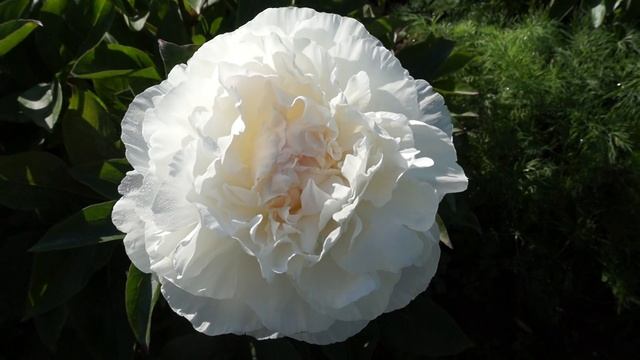 Пион R. A. NAPIER смотреть онлайн