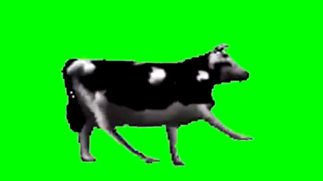 Корова танцует на зелёном экране под польскую музыку о депресии
