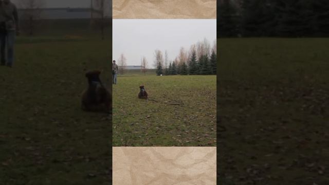 Остановки из движения: как научить #эрдельтерьер #кинологонлайн #дрессировкасобак #кинологекатерина