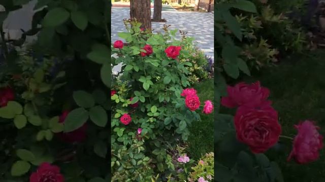 Роза Ascot смотреть онлайн