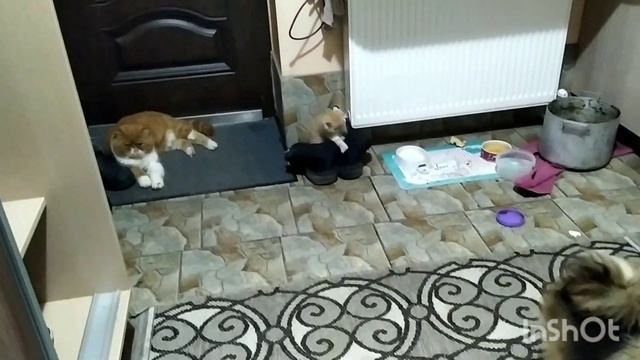 как приготовить вкусный суп, Котята ждут и развлекаются. смотреть онлайн