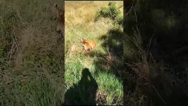 Косули самцы дерутся смотреть онлайн