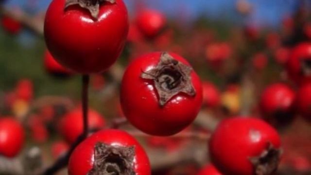 6 соток. Глід, айва смотреть онлайн