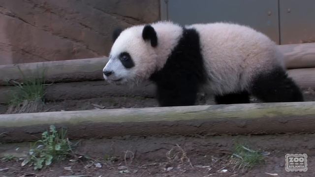 The Giant Panda Cubs' First Day Outside смотреть онлайн