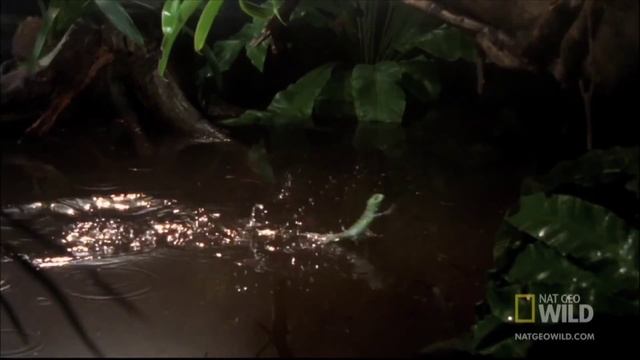 Шлемоносный василиск (лат. Basiliscus Basiliscus)