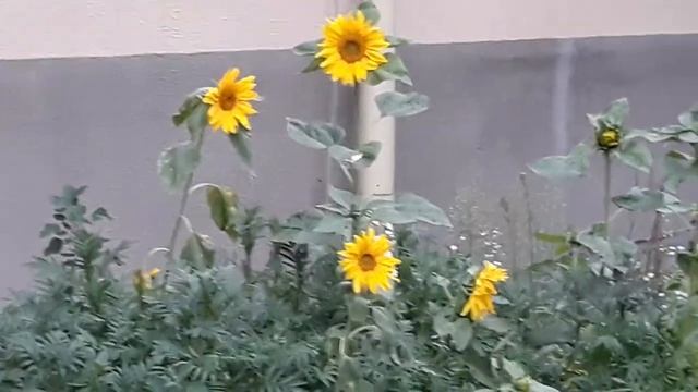 Подсолнухи и мелкие ромашки. Дзен. смотреть онлайн