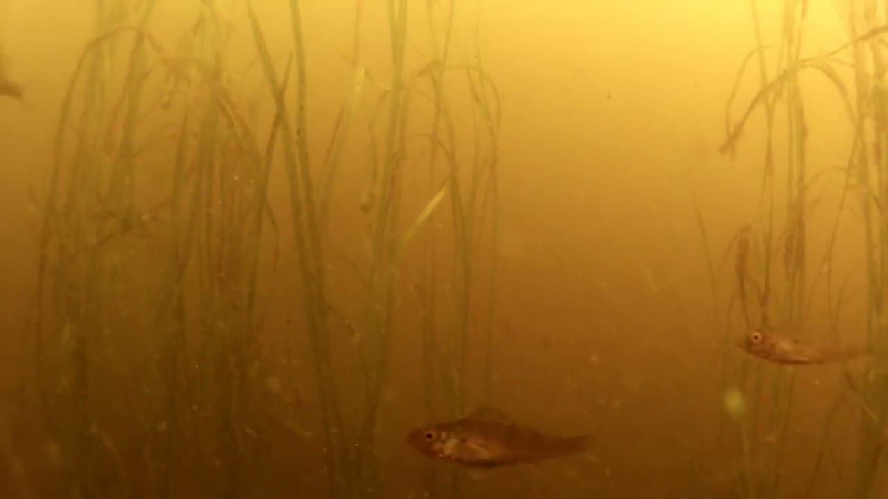 Отводной канал в Тушино 02.07.2024 год. смотреть онлайн