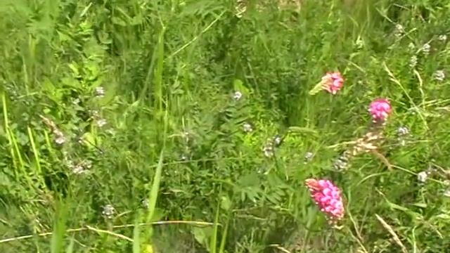 ЧАБРЕЦ - красивая природа смотреть онлайн