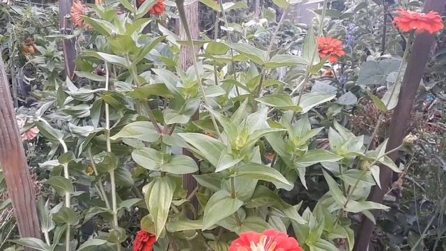 Flores de Agosto, flores de verano para polinizadores. смотреть онлайн