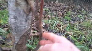 мыши съели кору на яблоне, вариант восстановления