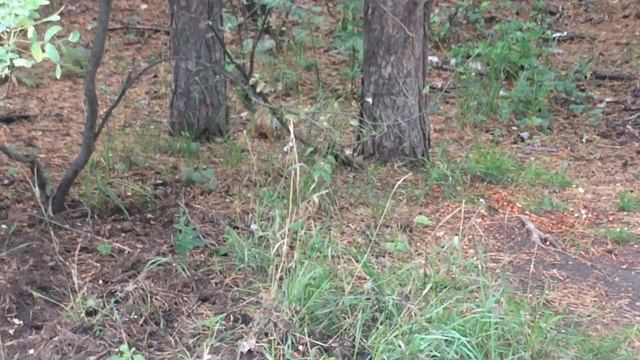 Белочка в лесу. смотреть онлайн