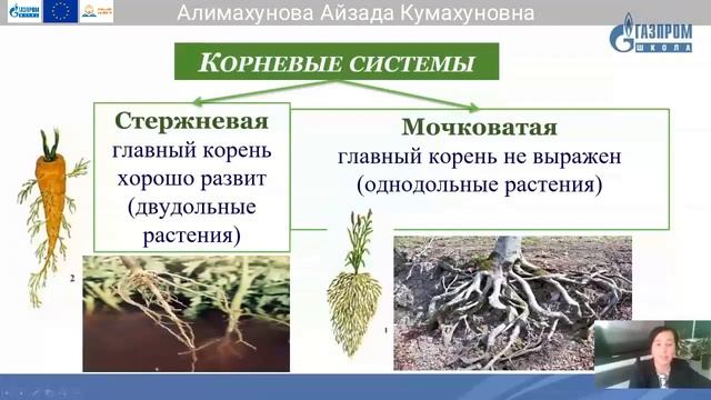 6 класс Биология, Алимахунова Айзада. смотреть онлайн