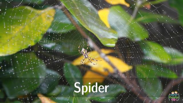 Insects For Kids: Pronunciation In English (with Videos)