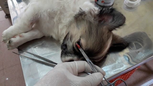 one way to treat cherry eye in dogs. смотреть онлайн