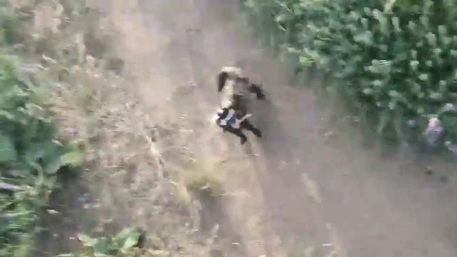 РЕДКИЙ ХОРЕК НАПАДАЕТ (КРАСНАЯ КНИГА) смотреть онлайн