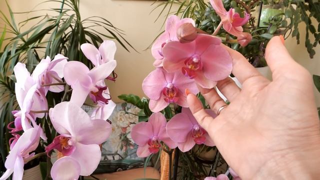 ГРАМОТНЫЙ способ БЕЗ ПОТЕРИ КОРНЕЙ/Новая КРУПНЫЕ ЦВЕТЫ /Бронзовый Буда - ДОГОВОРИЛАСЬ, БРИОН, Монтр смотреть онлайн