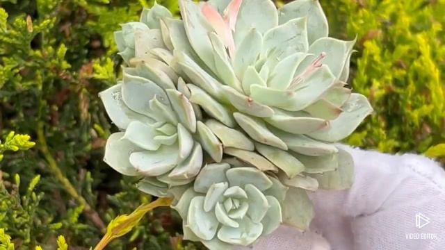 Echeveria Ruzz смотреть онлайн