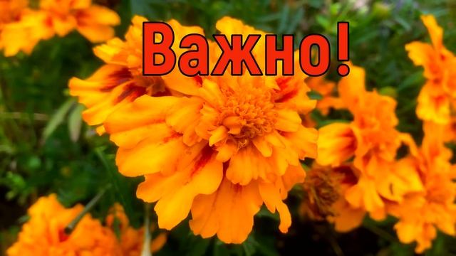 21 октября День Трифона и Пелагеи. Что нельзя делать 21 октября.Народные традиции и приметы суевери смотреть онлайн