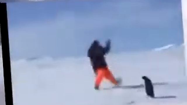 Как нас атакуют животные. Прикольно и порой не смешно. смотреть онлайн