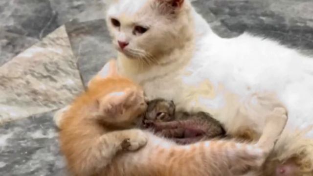 Котёнок принёс малыша к своей маме! Что произошло дальше поражает! смотреть онлайн