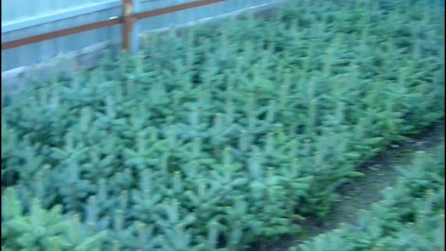 Как быстро растет ель колючая голубая? Выращивание голубой колючей ели (часть 3). смотреть онлайн