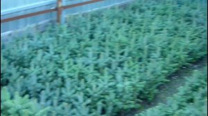 Как быстро растет ель колючая голубая? Выращивание голубой колючей ели (часть 3).