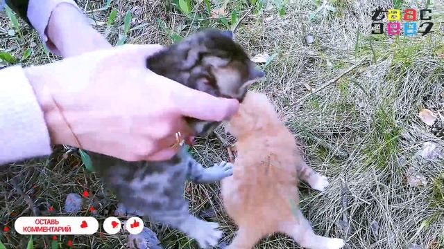 Спасение Бездомного Котенка. Котенок Ищет Любящую Семью. / Save the kitten. смотреть онлайн