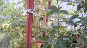 Ежевика очень вкусный сорт Небеса могут подождать и надежный,стабильный Полар-обзор 2022