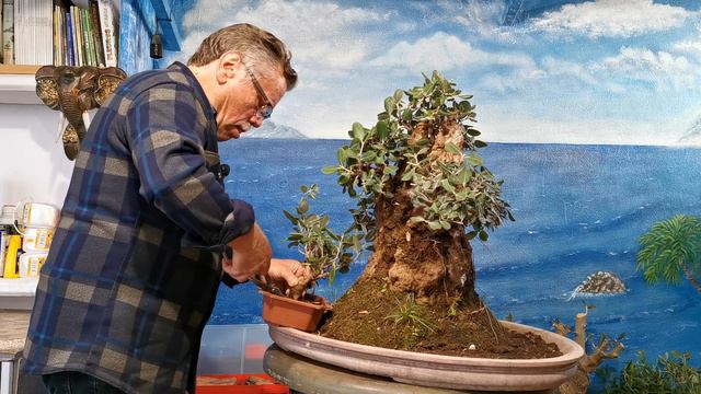 Jardín de bonsai. A. R. Reformas en la Peña de los metrosidero, trasplante, cambio de macetas. смотреть онлайн