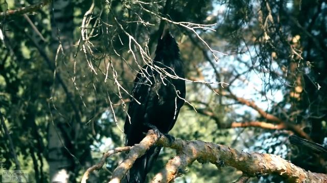 Raven on a branch / Corvus corax / Ворон на ветке смотреть онлайн