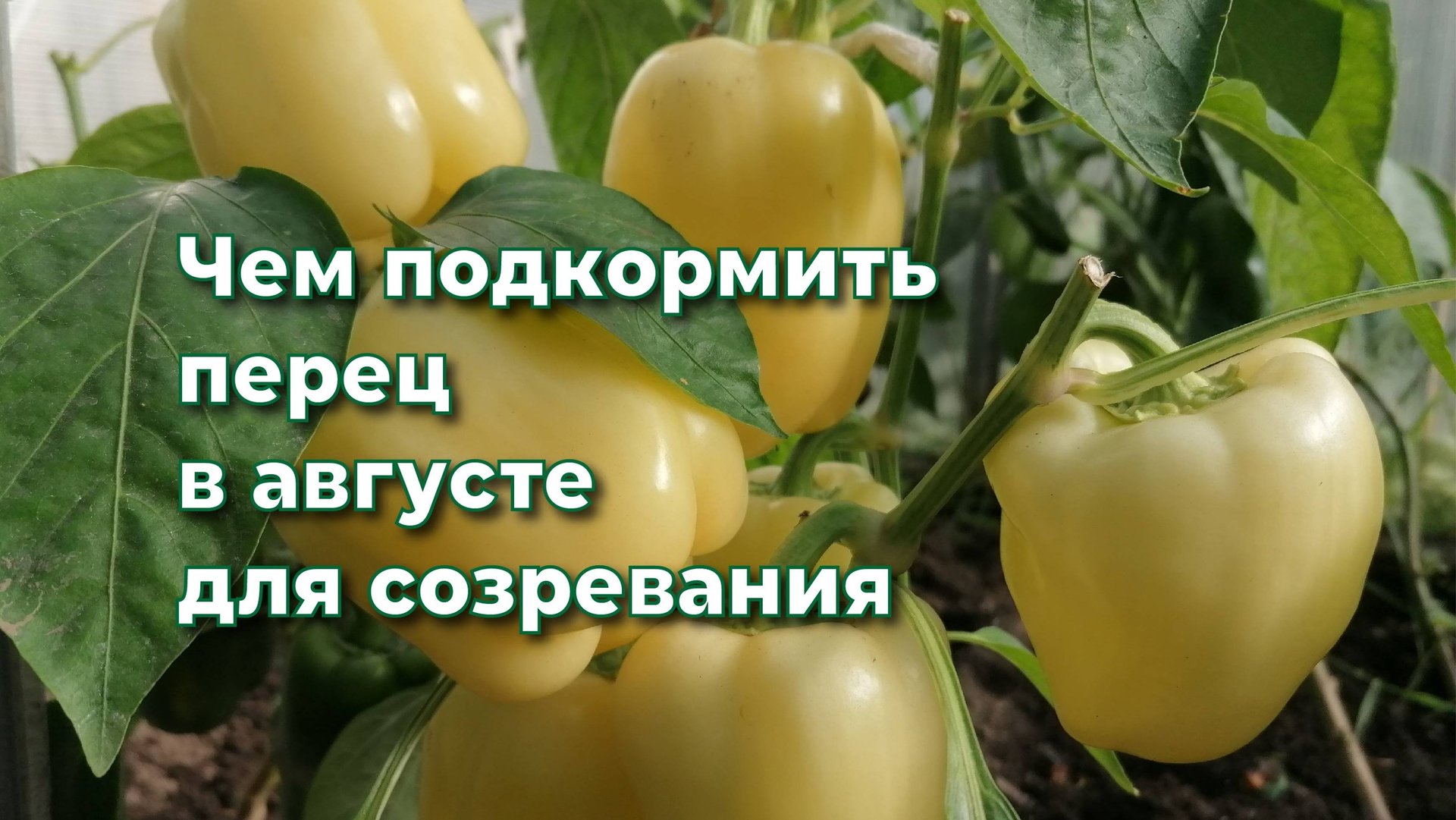 Чем подкормить перец в августе для лучшего созревания плодов. смотреть онлайн