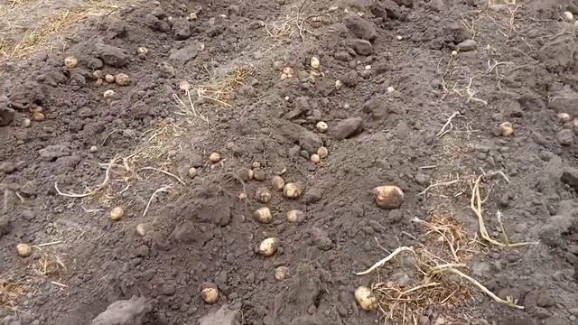 Урожай 2022 смотреть онлайн