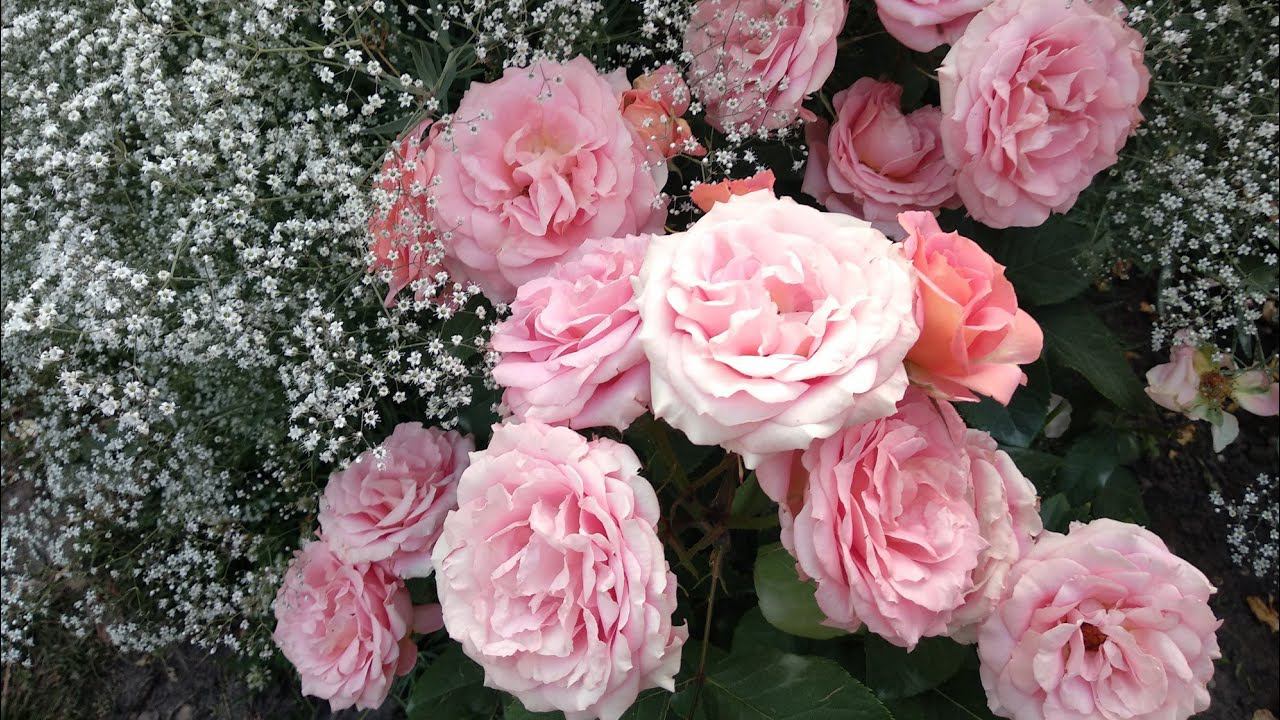 Розы. Розенфацинацион, Вивьен Вествуд, Поэзия. смотреть онлайн