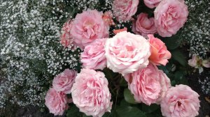 Розы. Розенфацинацион, Вивьен Вествуд, Поэзия.