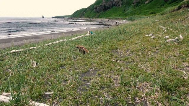 МОРСКИЕ ЛИСЫ THE SEA FOXES смотреть онлайн