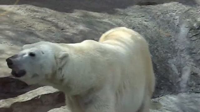 медведь раскачевает толпу смотреть онлайн