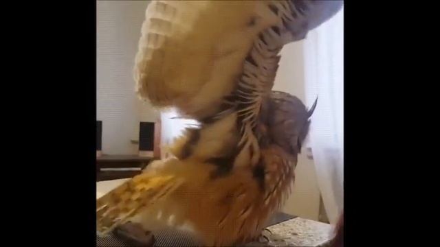 Позитивные совушки смотреть онлайн