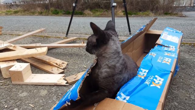 Cat in a box. A Butters mini story. смотреть онлайн