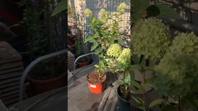Акция на ГОРТЕНЗИЮ МЕТЕЛЬЧАТУЮ смотреть онлайн