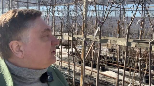 Черноплодка - это дерево! смотреть онлайн