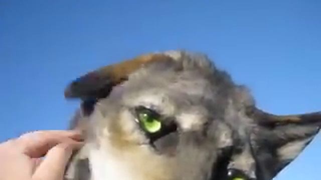 Wolf/coyote/werewolf head movement смотреть онлайн