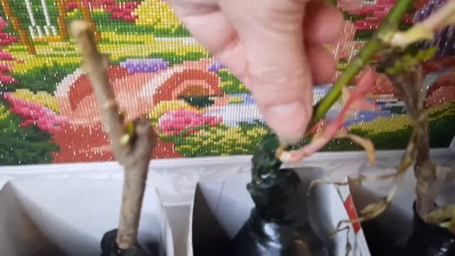 Саженцы обработали дихлофосом смотреть онлайн