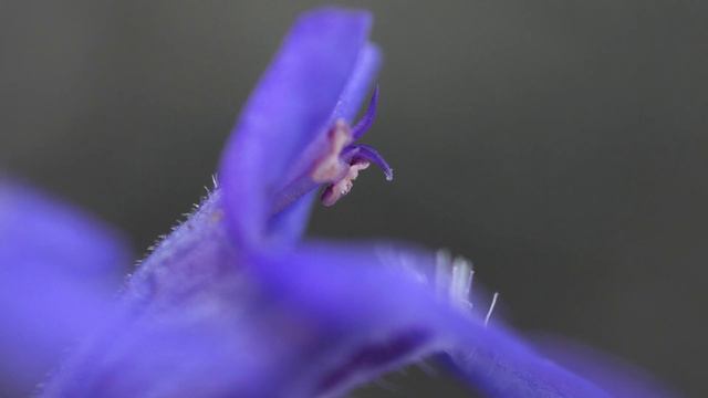 Ground Ivy with John Feehan in spring, Wildflowers of Offaly series смотреть онлайн