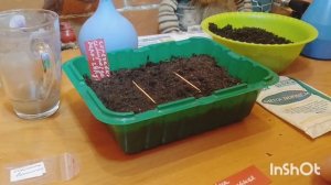 ГОРЕЧАВКА ,ПОСЕВ СЕМЯН НА РАССАДУ ??