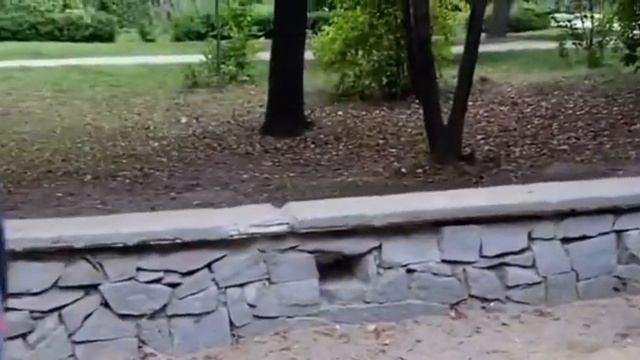 Лиса ворует одежду с детской площадки в центре смотреть онлайн