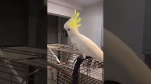 Самые смешные говорящие попугаи Какаду в мире